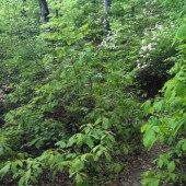 trail?!