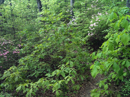 trail?!