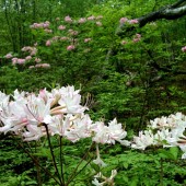 photo (7)
