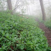 trail